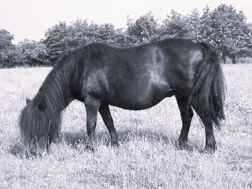 schlachtreife Ponystute aus der Zucht
11 Jahre, 210 Kg, ca. 130 Kg Fleischertrag