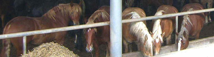 Pferdemastbetrieb in Japan