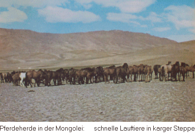 crowded horses in Mongolia