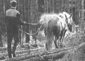 Arbeitspferde in der Forstwirtschaft können etwa 10 Jahre lang eingesetzt werden.