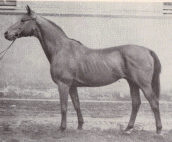 geringfleischiges Pferd, 18 Jahre, 510 Kg, ca. 225 Kg Fleischertrag
