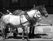 Auch Arbeitspferde liefern später einmal Fleisch, der körperliche Zustand kann dabei sehr unterschiedlich sein.